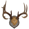 Antler Plaques