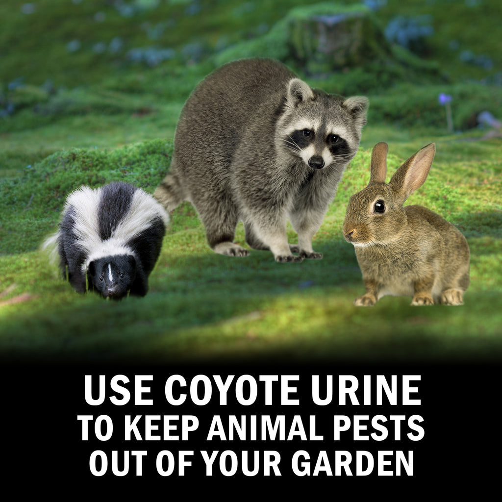 Coyote Urine